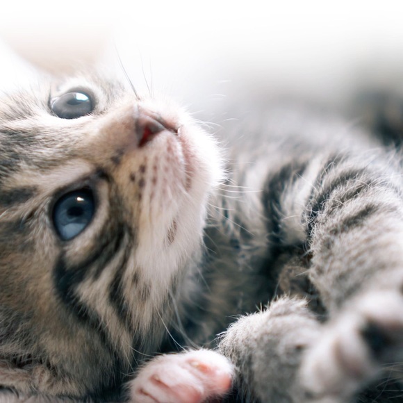 Meet your Posher, Vanessa - Picture 1 of 1